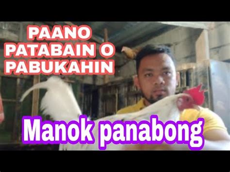 patuka sa manok panabong|PAANO PATABAIN O PABUKAHIN ANG MANOK .
